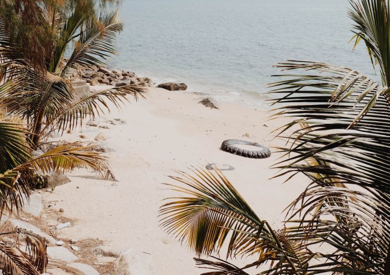 Hidden Beach - coconut palm trees near seashore at daytime