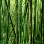 Bamboo Forest - green bamboo tree during daytime