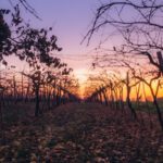 Vineyard Sunset - pathway between bare trees during orange sunset