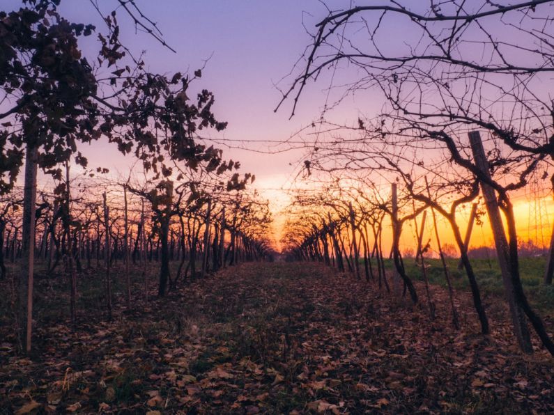 Vineyard Sunset - pathway between bare trees during orange sunset