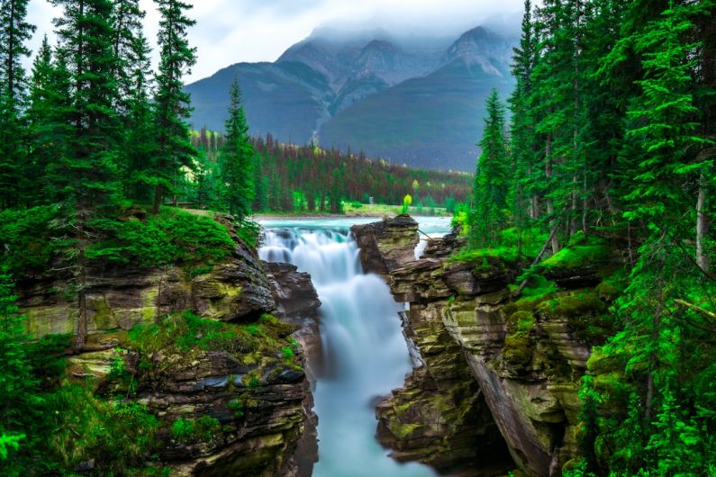 Rainforest Waterfall - green pine trees near river during daytime