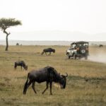 African Safari - wildebeest on open field