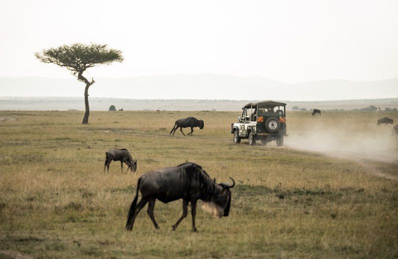 African Safari - wildebeest on open field