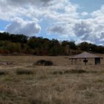 Wildlife Safari - brown and white house on green grass field under white clouds and blue sky during daytime