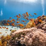 Coral Reef - a large group of fish swimming over a coral reef