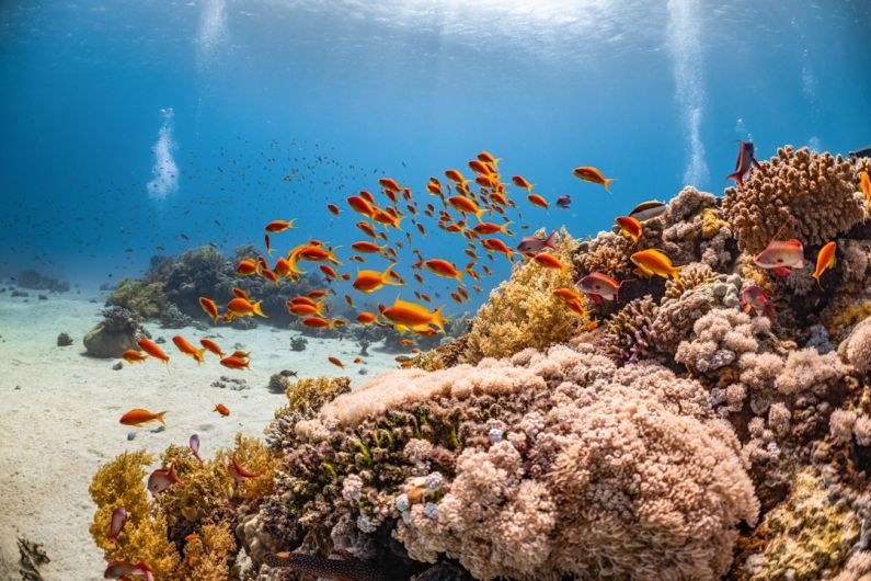 Coral Reef - a large group of fish swimming over a coral reef