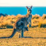 Kangaroo - kangaroo with joey on grass field during day