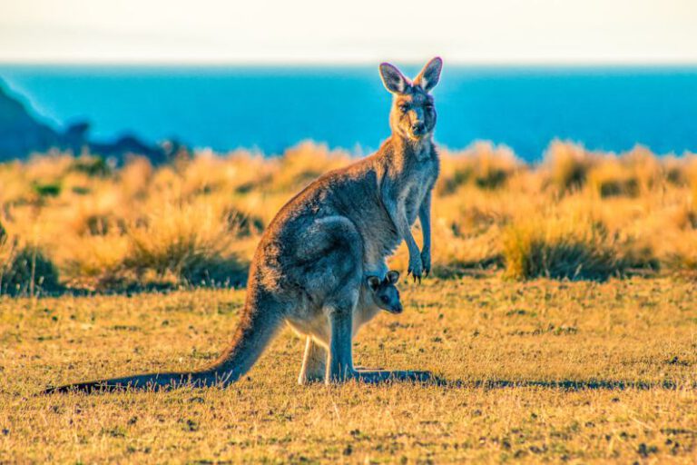 Is it Possible to Enjoy Australian Adventures Affordably?