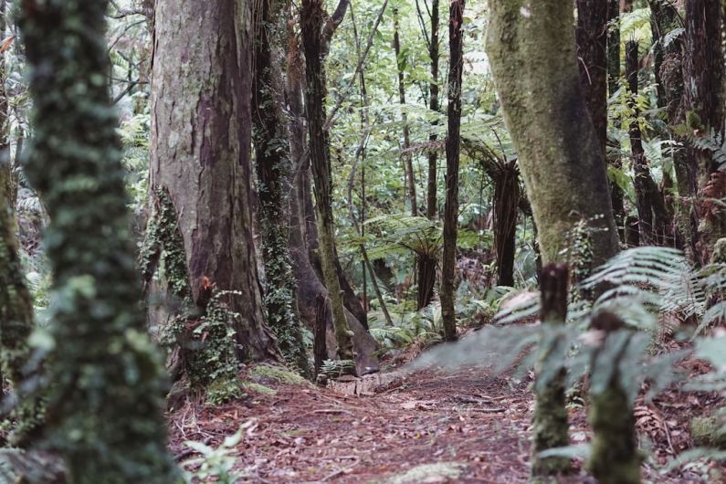 Offbeat Trail - a forest filled with lots of trees and plants