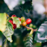 Costa Rica Luxury - a branch with red berries and green leaves