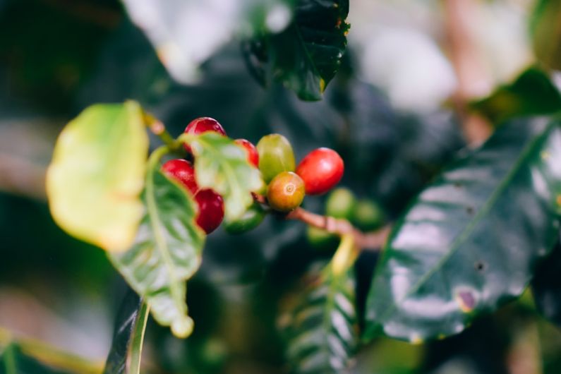 Costa Rica Luxury - a branch with red berries and green leaves