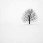 Aspen Winter - withered tree surrounded with snow during daytime