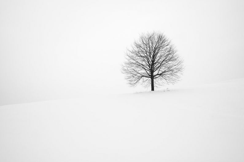 Aspen Winter - withered tree surrounded with snow during daytime